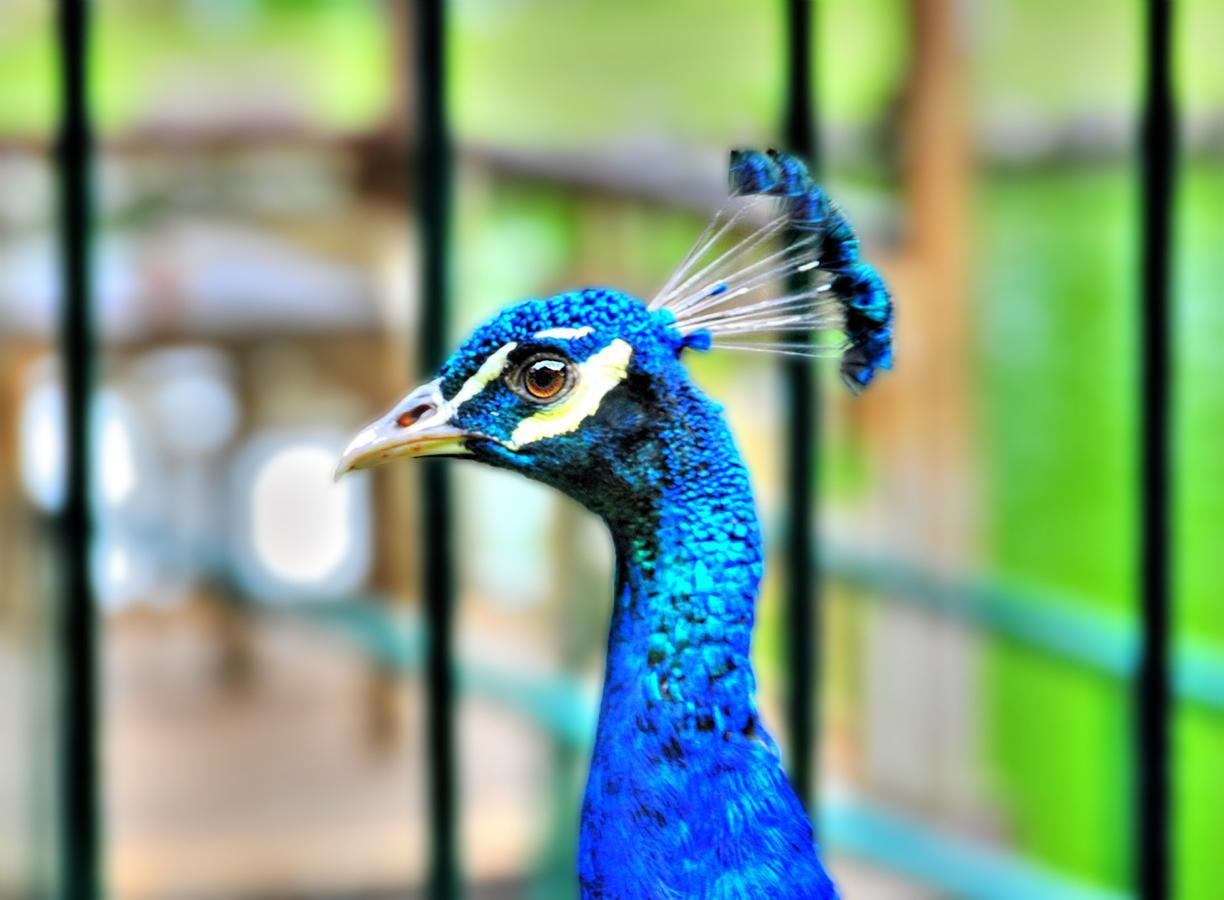 Eden Nature Park And Resort Davao City Eksteriør bilde